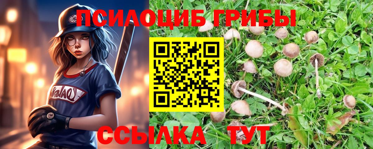 Псилоцибиновые грибы Cubensis  Вход с VPN  Беслан 